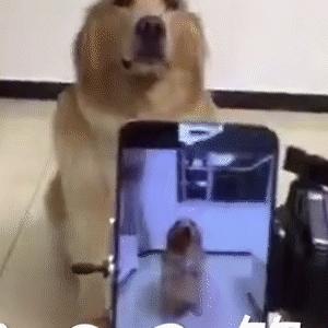 这到底是什么东西啊，好有趣