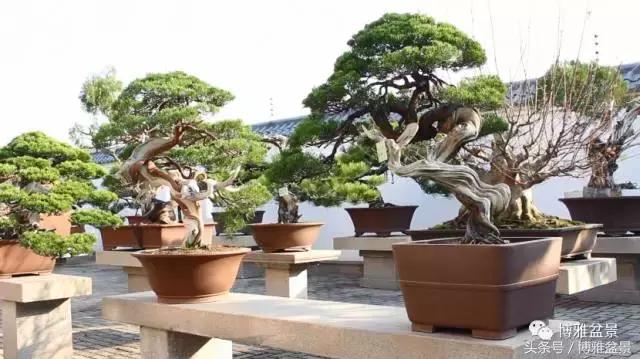 清逸园，一座闹中取静的“文人园林”