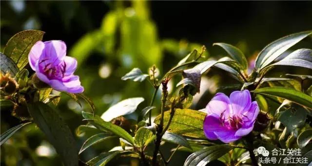 暴牙郎的药用,暴牙郎的神奇功效