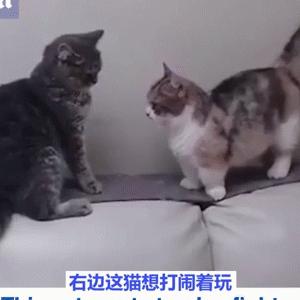 这到底是什么东西啊，好有趣