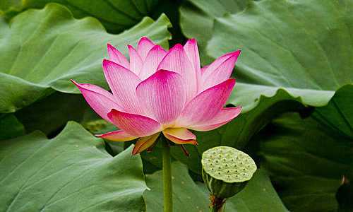 那个带翡翠荷叶的姑娘，你还好吗？（下）