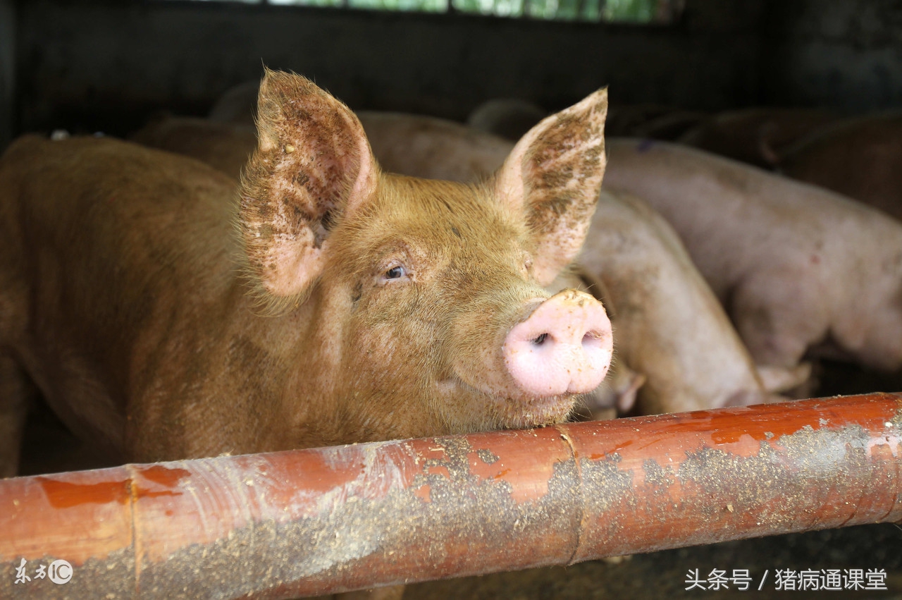 猪发生霉菌毒素中毒,猪霉菌毒素中毒用什么药给猪解毒