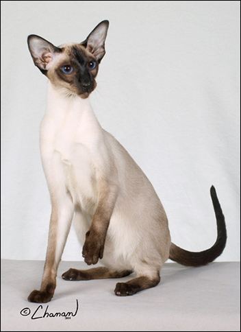 每日一猫(第七篇)暹罗猫