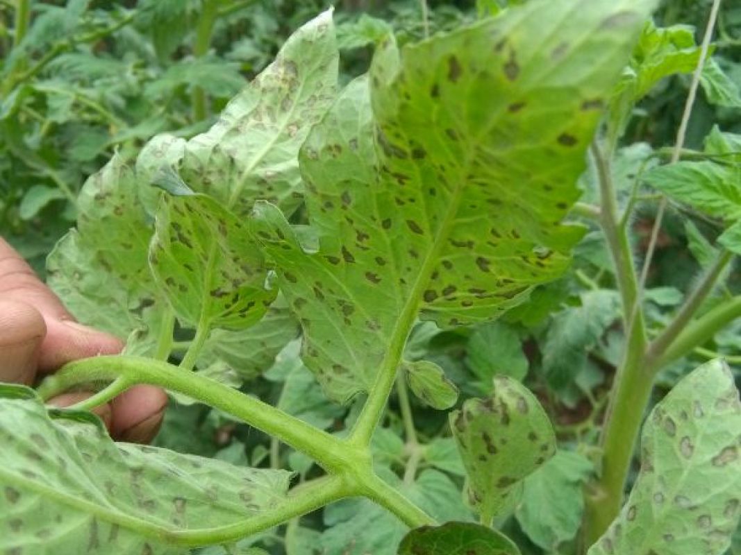 番茄白粉病和灰叶斑病用什么药,番茄褐斑病和灰叶斑病的区别