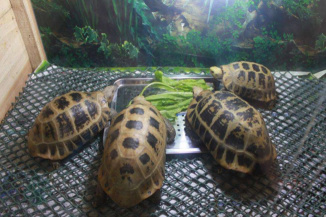 养殖陆龟有什么用,养陆龟的视频教程