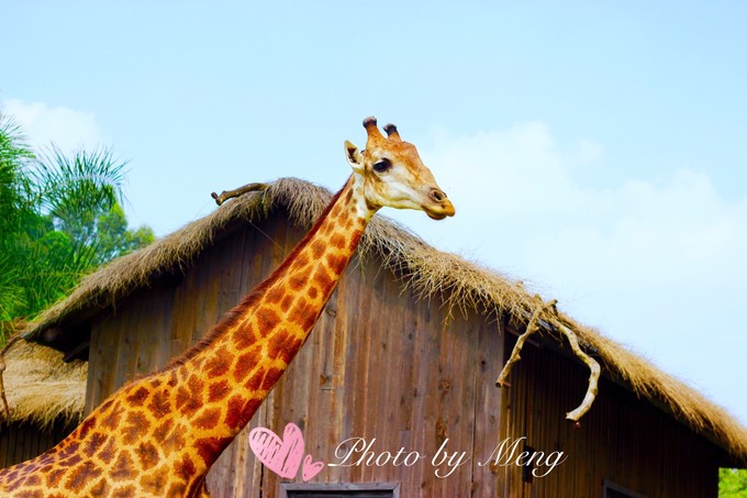 广州长隆水上乐园亲子游攻略视频,珠海长隆海洋快速通道亲子游攻略