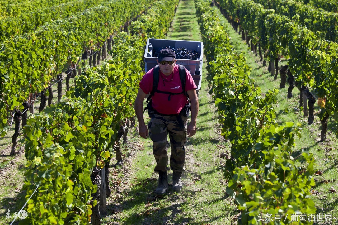禾富酒庄2016年红酒,澳洲禾富酒庄介绍