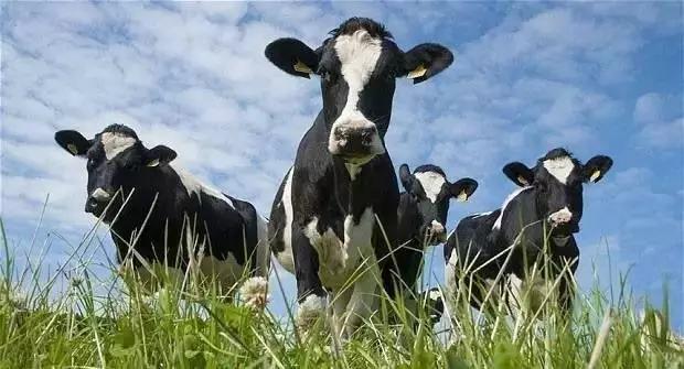 澳洲代购奶粉被掉包,中国人在澳洲买奶粉事件