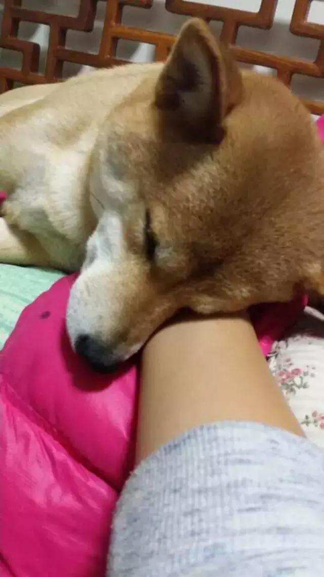 看完再决定要不要养柴犬,千万不要养柴犬