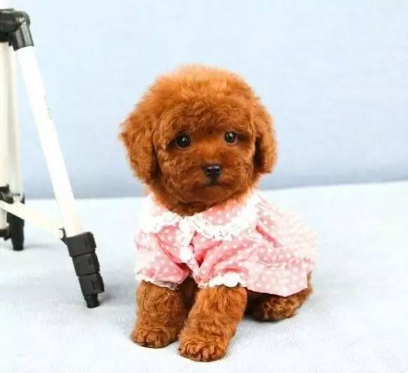 贵宾推荐什么狗粮,比较好的贵宾狗粮