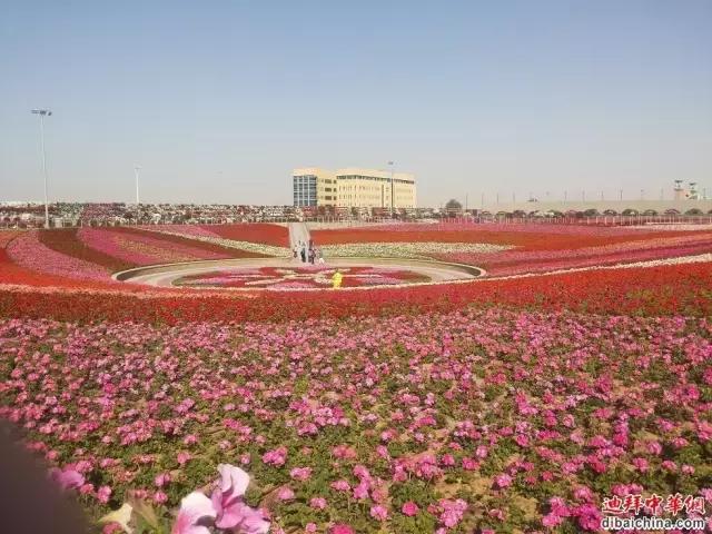 阿拉伯联合酋长国高清自然图,阿拉伯联合酋长国实地风光
