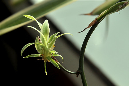 怎样水培吊兰扦插,水培吊兰怎样才能长的更快