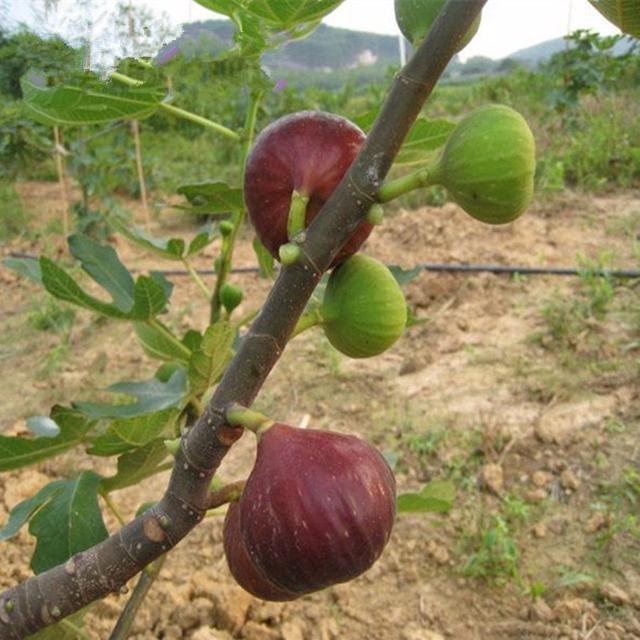 精明女人早就不种花草了，都在种这些果树苗，好看还好吃
