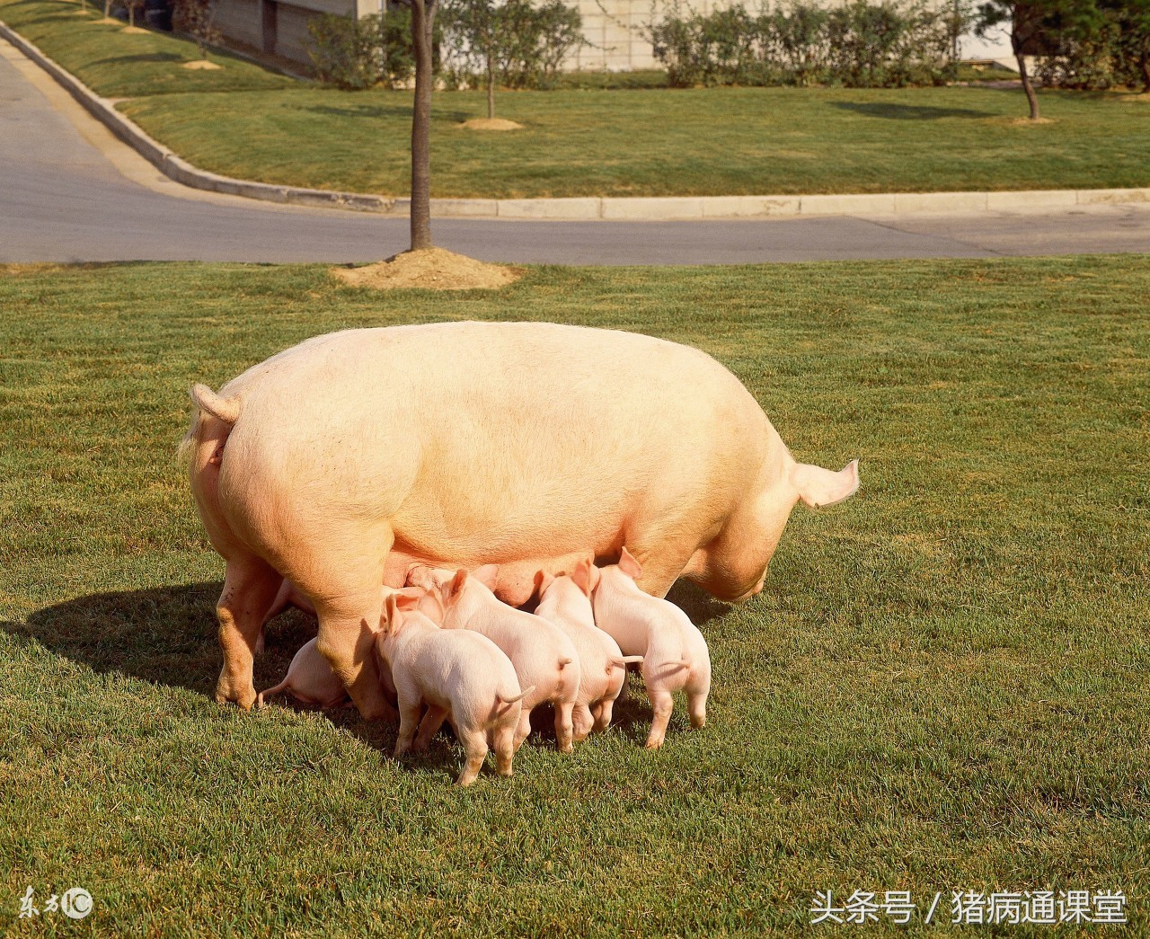 用什么方法给猪补铁,用什么给小猪补铁