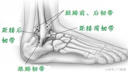 小腿肌肉ct解剖图,小腿肌肉解剖学讲解