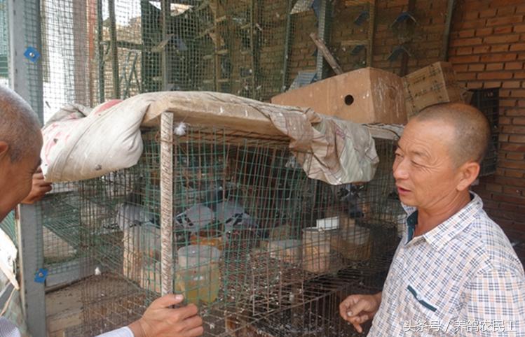 养鸽农民工探访资深鸽友，毫无保留的倾囊相授信鸽可以这样玩！