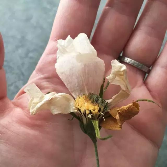 会枯萎腐烂的仿真花,会枯萎的花有什么