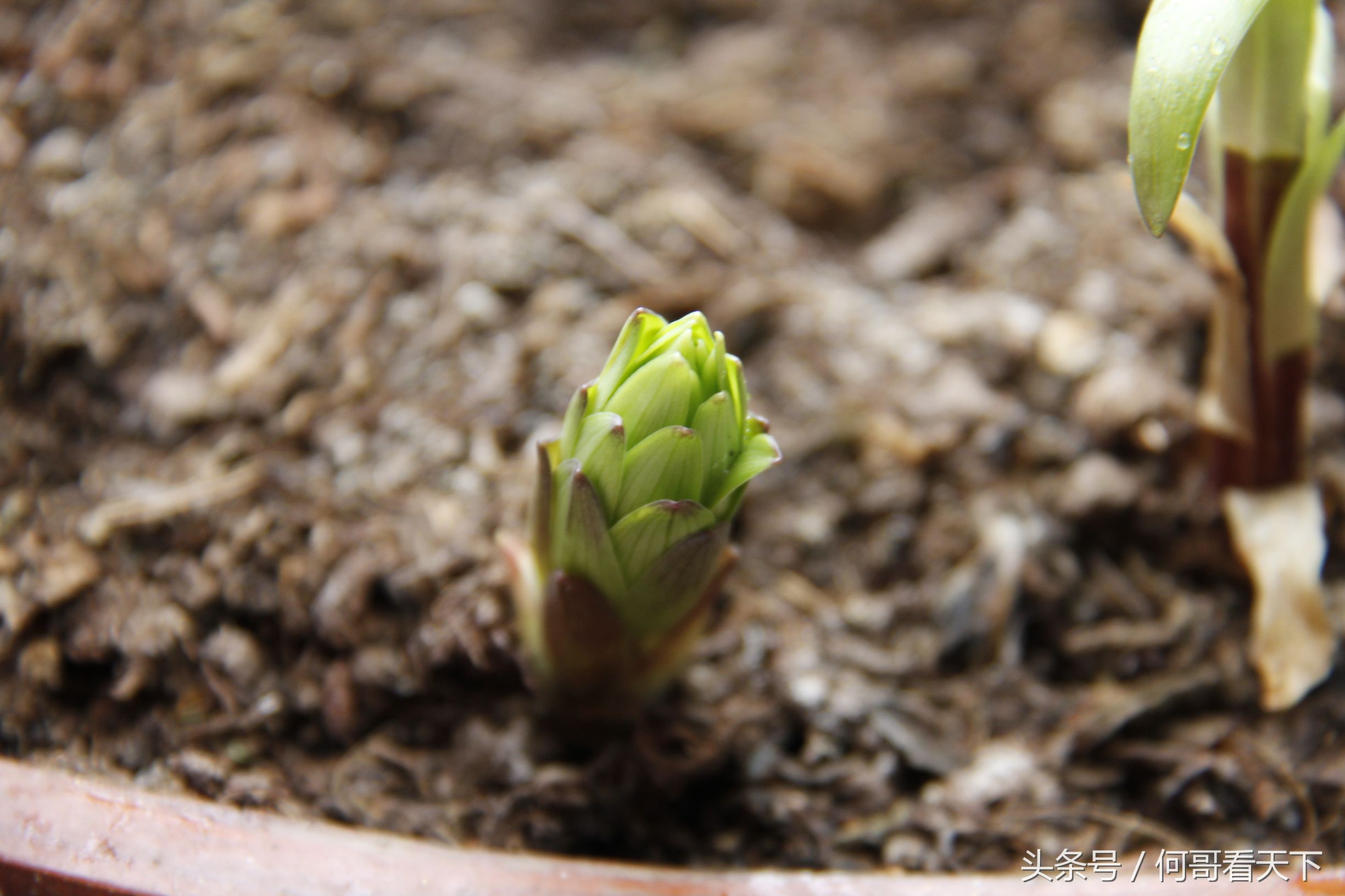 皇贵妃身体病重,皇贵妃与野郎治病