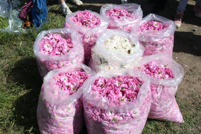 玫瑰美容护肤技巧,玫瑰护肤护理小知识