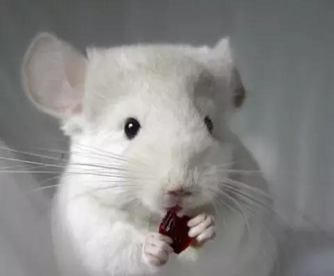 龙猫公母单养哪个好养,养龙猫需要多大的笼子