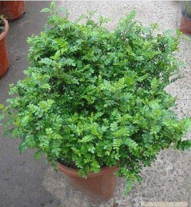 装修好的房子种什么植物能去甲醛,24小时去甲醛有害气体的植物