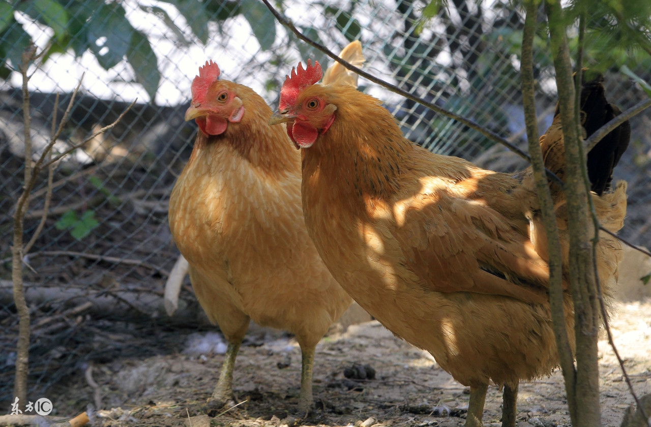 93年属鸡要30岁以后才过得好,属鸡人的晚年
