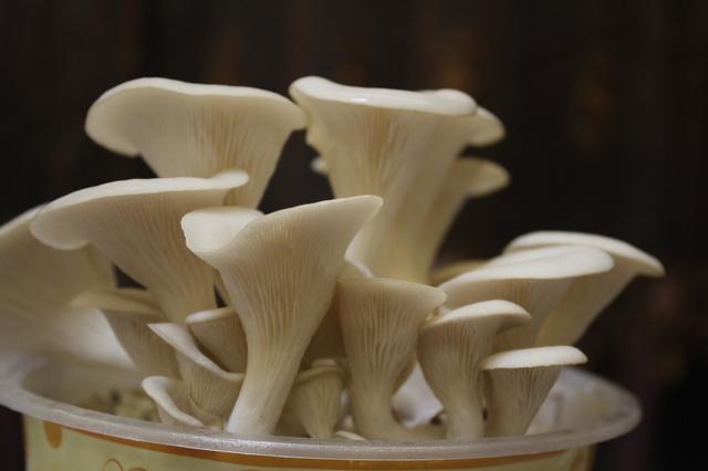 如何种植盆栽蘑菇,盆栽蘑菇最简单的方法