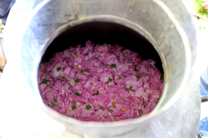 玫瑰美容护肤技巧,玫瑰护肤护理小知识