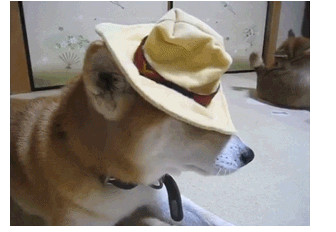 主人给狗子吃辣椒,主人给狗狗吃泡面