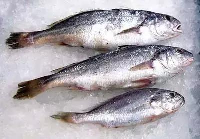 又到吃海蛎子的季节,又到了吃海鲜的季节生蚝