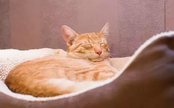 防止猫咪中暑的最佳方法,天气太热了猫咪中暑了怎么办