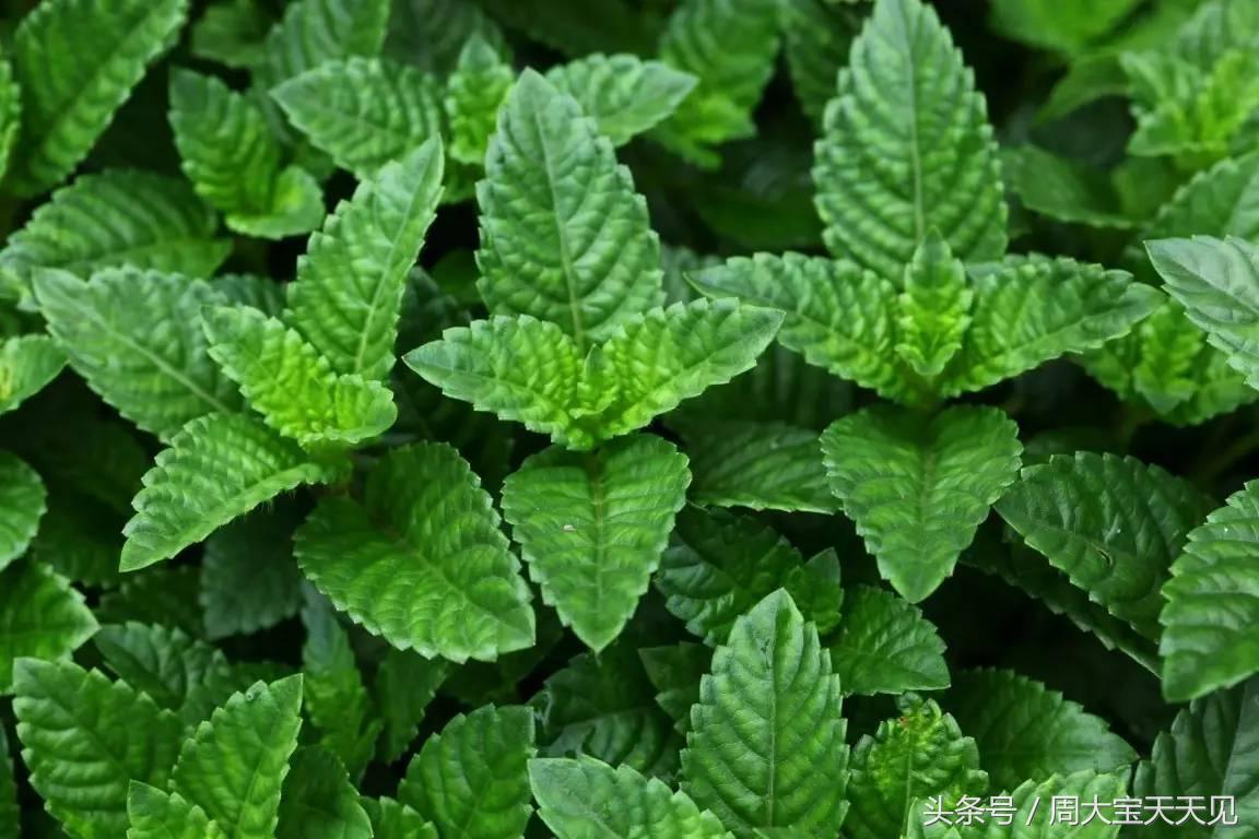 烧仙草龟苓膏的未解之谜,龟苓膏为什么叫仙草