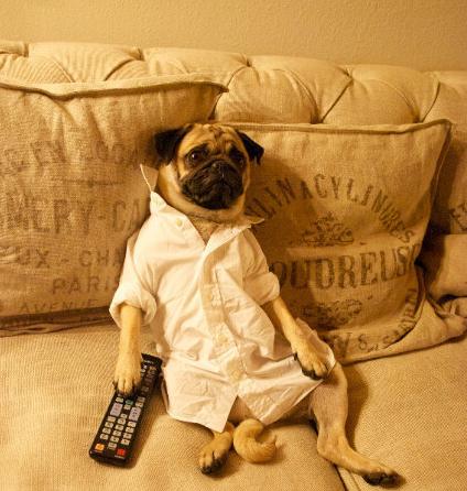 道格队长丨狗狗的行为纠正24期丨狗狗护食很严重？我来教你吧