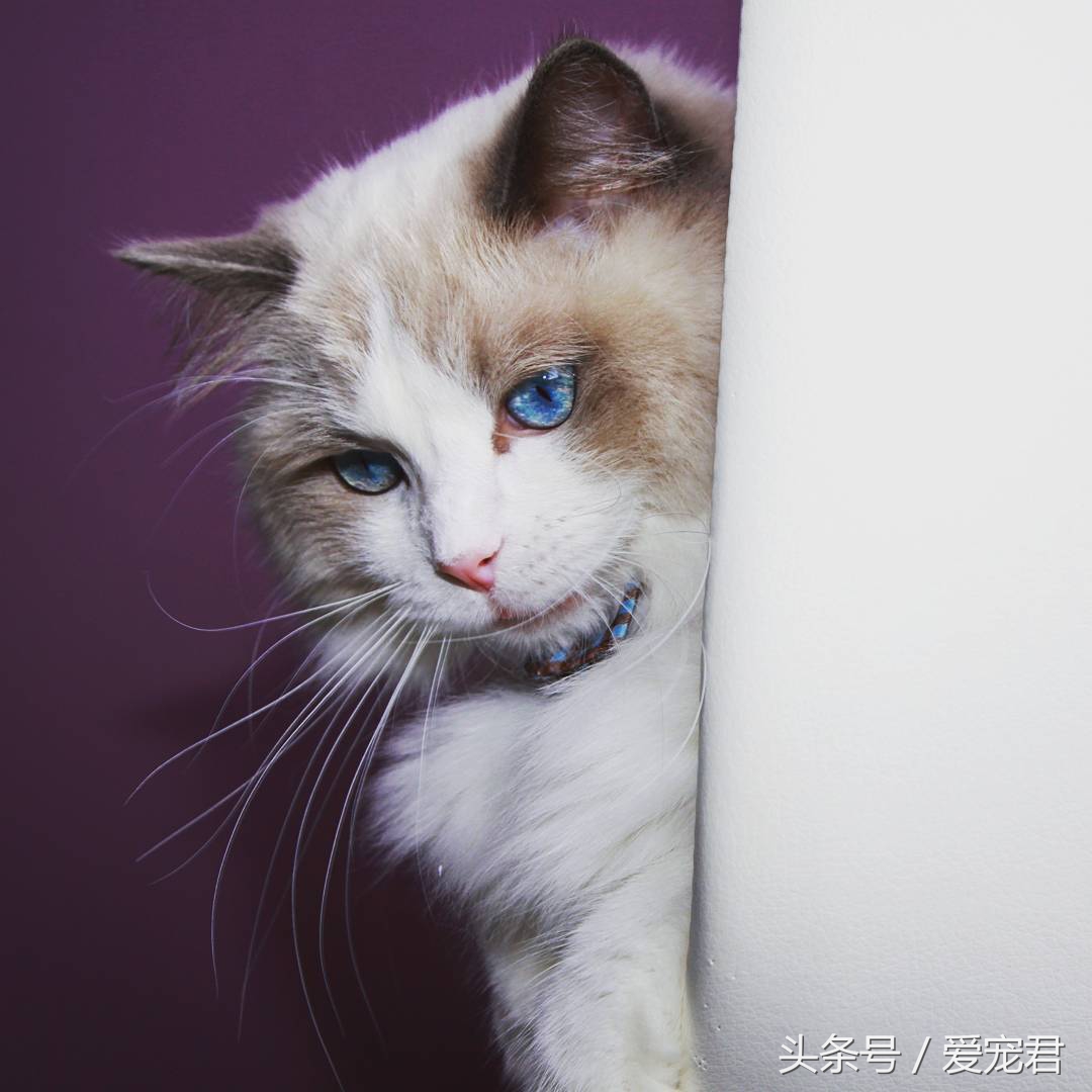 猫咪郁闷可吃什么药,怎么纠正猫咪玩耍喜欢伸爪子
