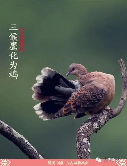 惊蛰二月节书法,惊蛰二月节古诗朗诵