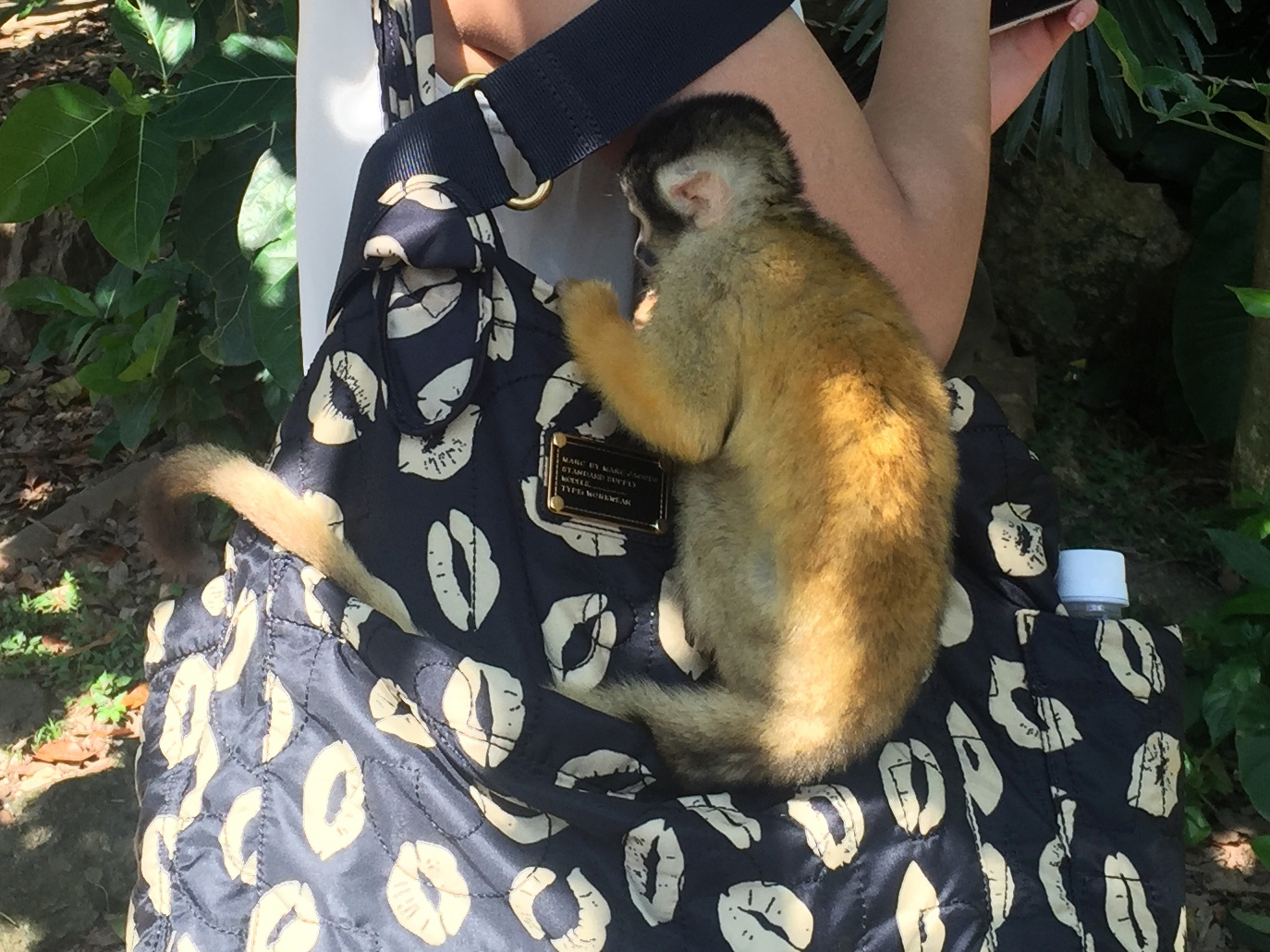 日本喜欢泡温泉的动物,日本爱泡温泉的狗子