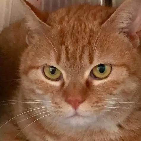 2022上海宠物领养中心官网,上海宠物领养日申请领养概率