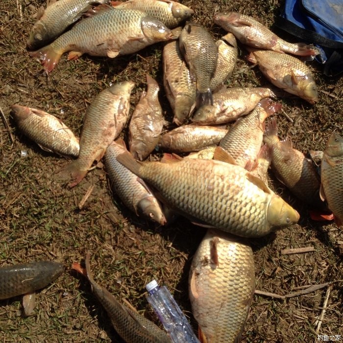 宁夏人钓鱼,黄河钓鱼的人多吗