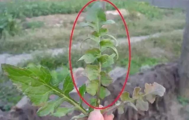 六安最新“野菜宝典”7种野菜，13种时令蔬菜，你都认识吗？