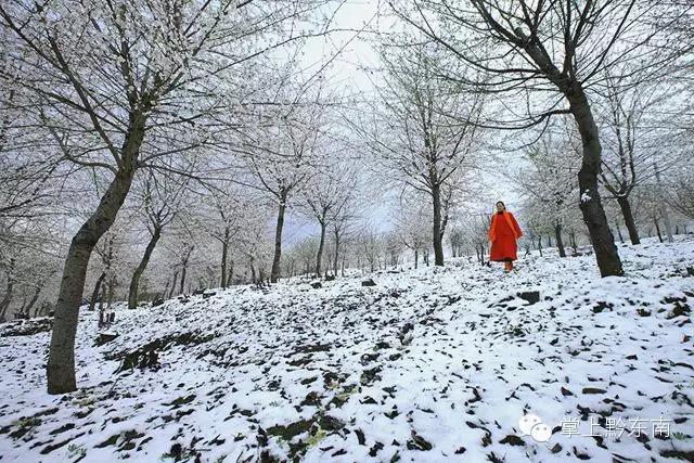 世界观赏樱花的3个地方,看樱花了吗