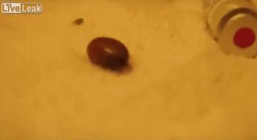 蜱虫在身上用什么办法让它出来,把双氧水注入吸满血的蜱虫体内