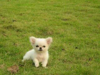 狗狗最开始感染犬瘟热是什么症状,狗狗犬瘟热什么症状要怎么治疗