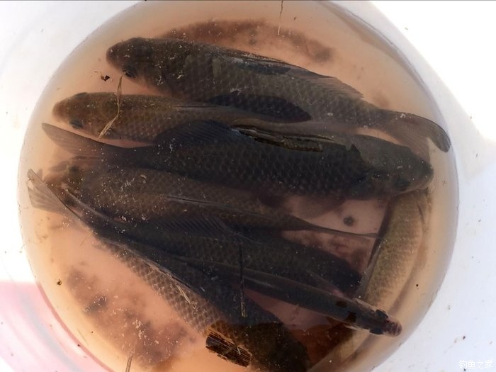 春天钓鲫鱼,春天钓黑坑新鱼
