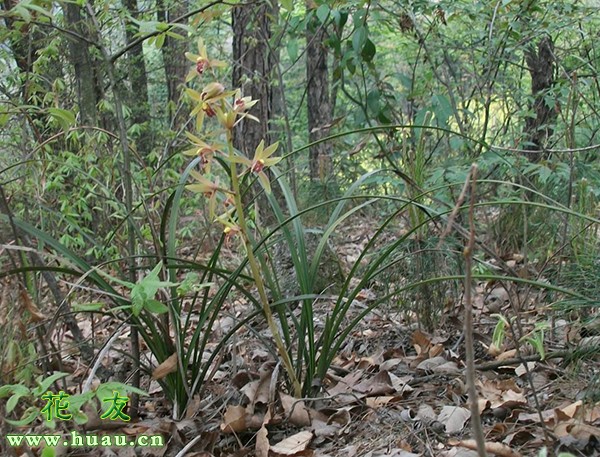兰花蕙兰常见的几种瓣型,蕙兰花色的鉴别