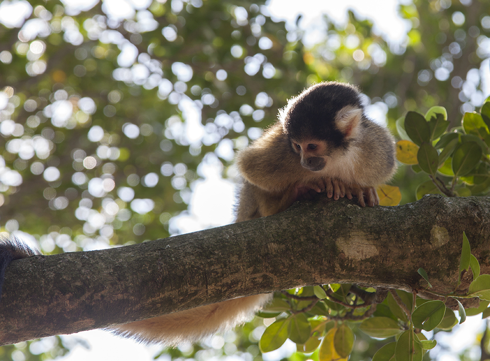 日本喜欢泡温泉的动物,日本爱泡温泉的狗子