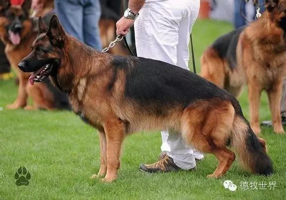 原创|德牧名犬：超越一切，无需说明欧门