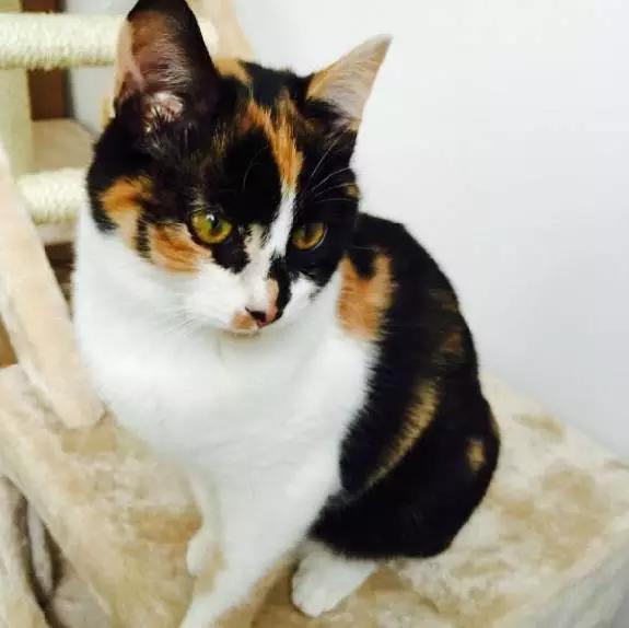 上海嘉定哪里有免费领养狗,瑶海区附近最近的宠物领养