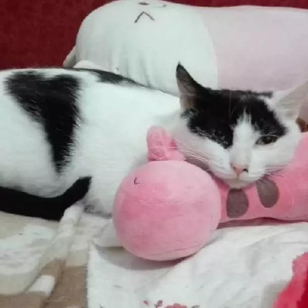 2022上海宠物领养中心官网,上海宠物领养日申请领养概率