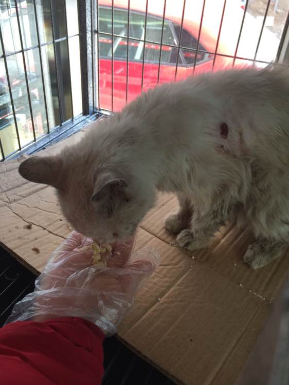 垃圾桶旁边的小猫，我走进了冲着我叫却叫不出声音，只能嘴巴动！