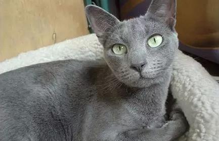 世界上最贵的猫十大排名,世界上最贵的贵族猫是多少钱